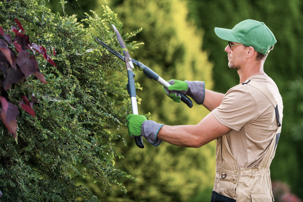 Seasonal Garden Plants Trimming by Professional Gardener