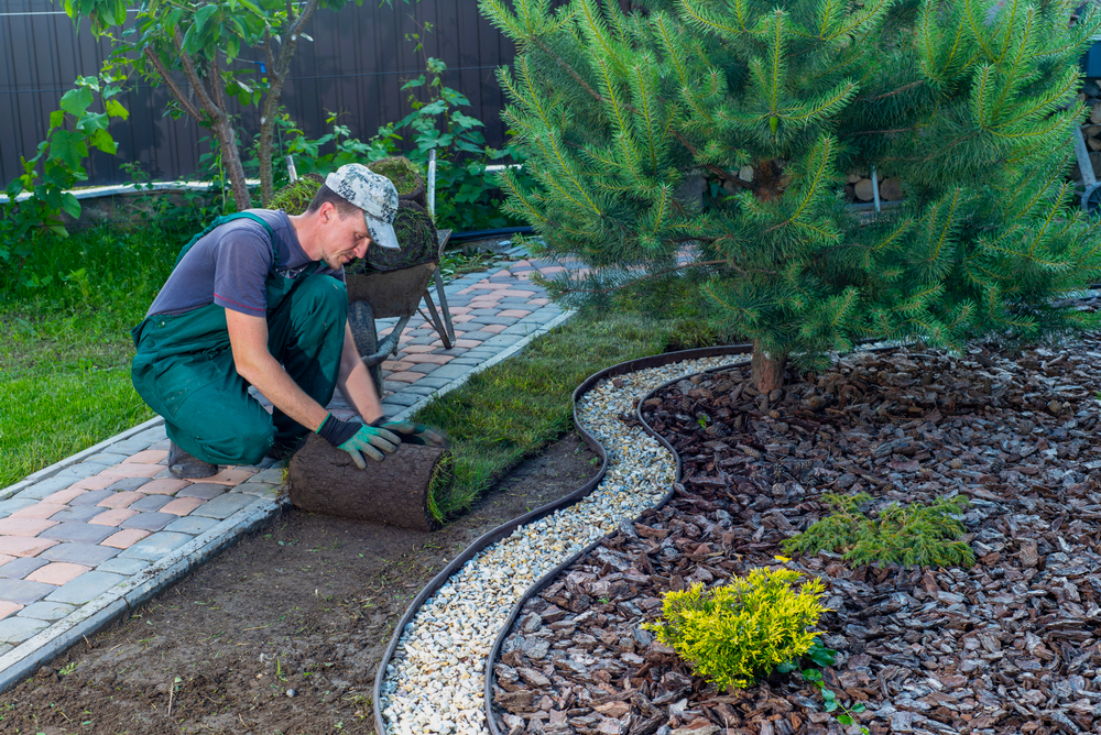 Gardener applying turf rolls