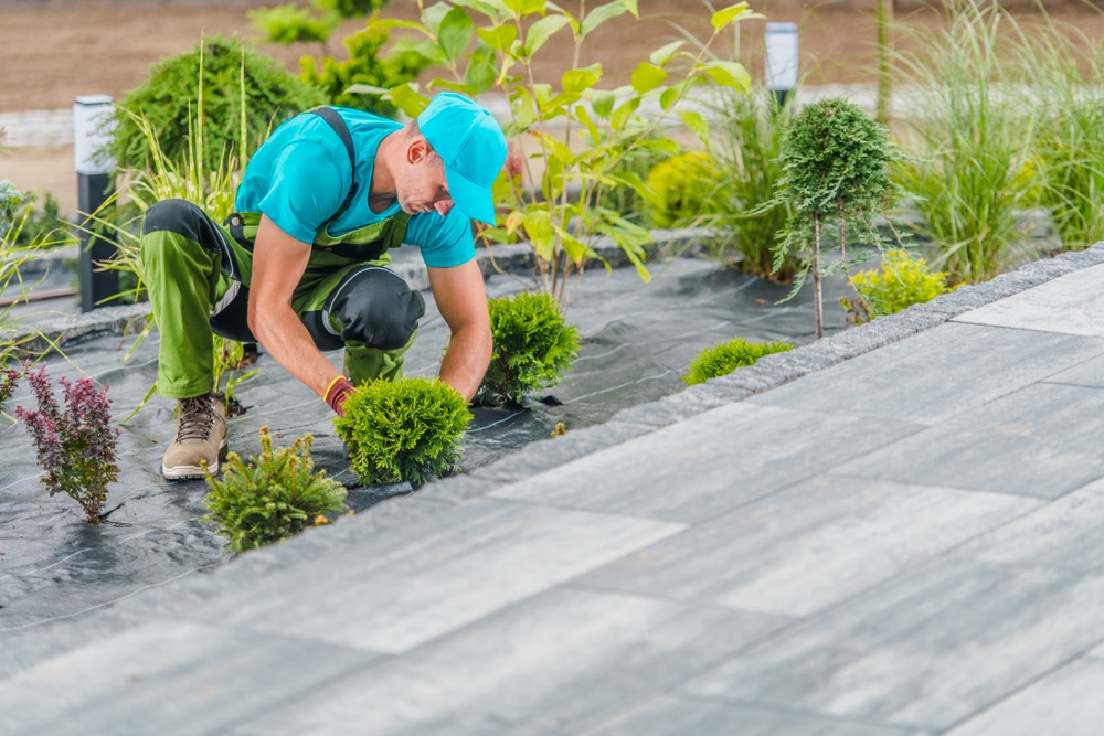 A landscaper in Madisonville, LA wearing a blue shirt, planting