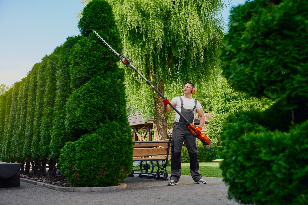 Professional gardener trimming a tall overgrown hedge in Metairie, LA
