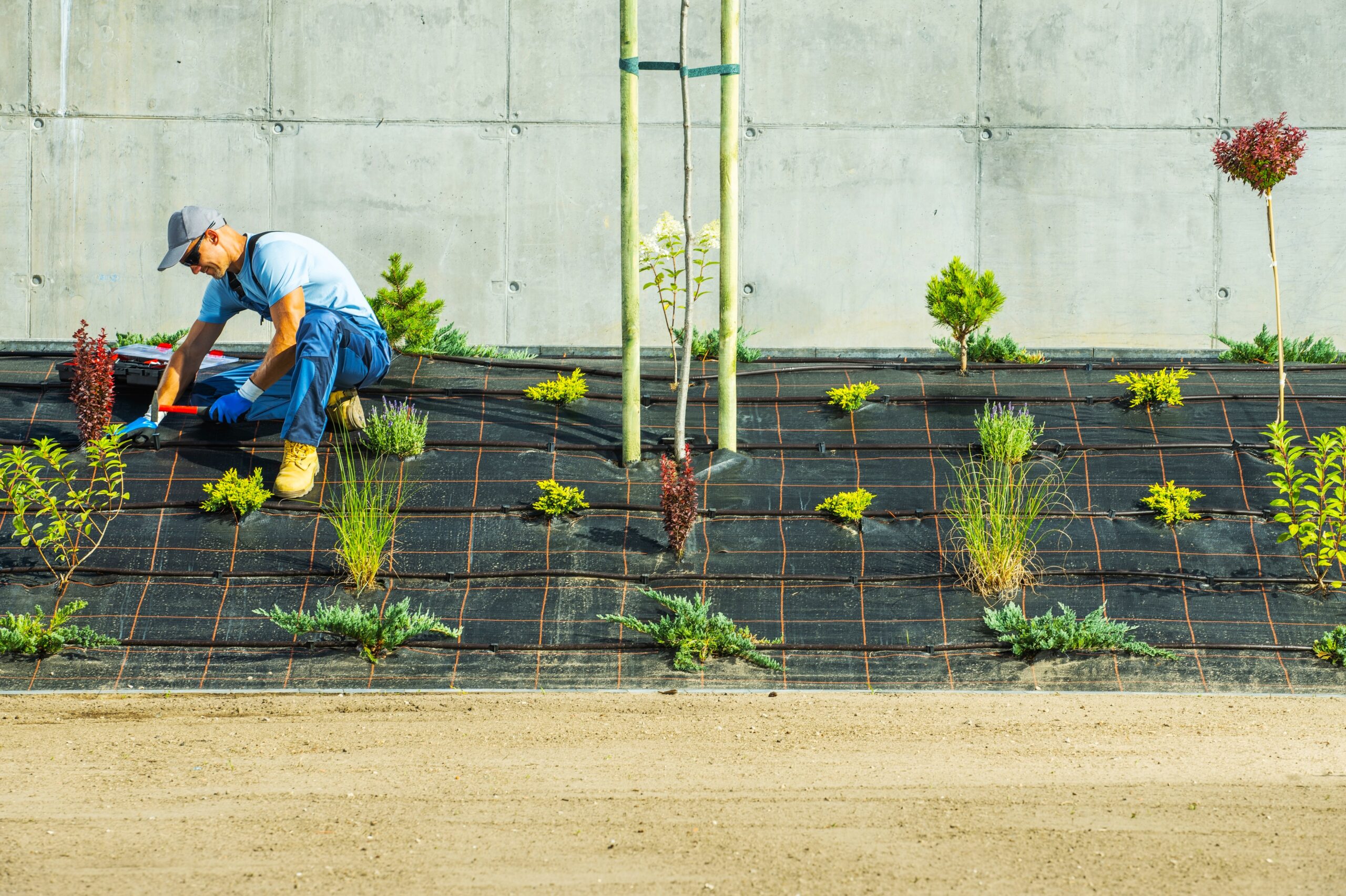 Landscaper installing drip irrigation system in the garden