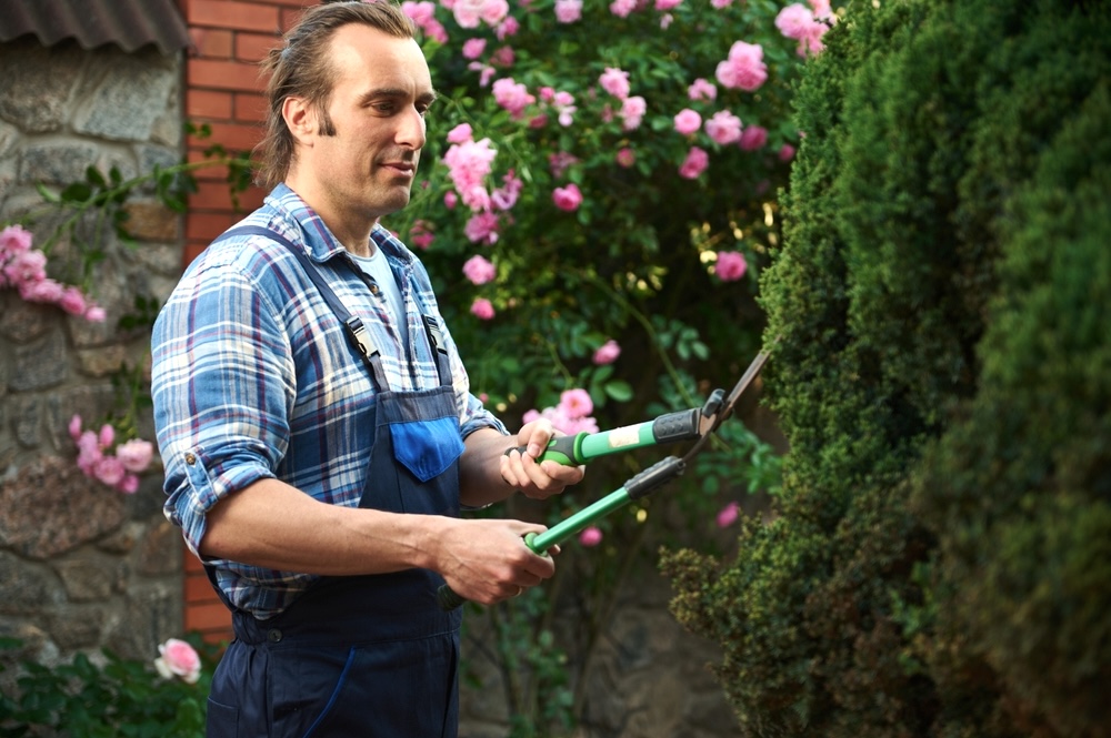 Professional gardener trimming a tall overgrown hedge in Metairie, LA