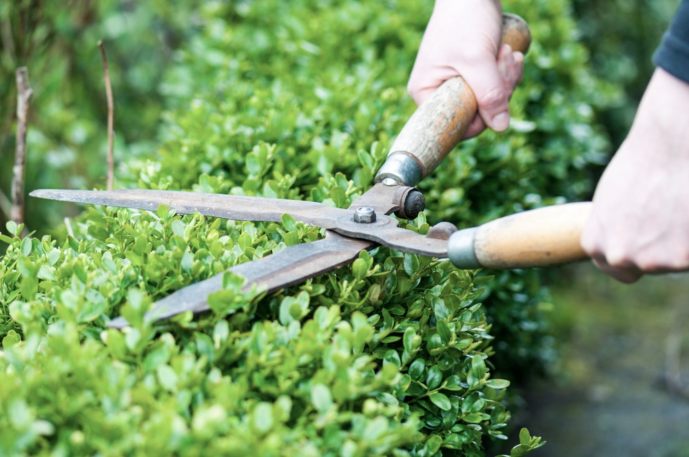 Gardener trimming a hedge with gardening scissors